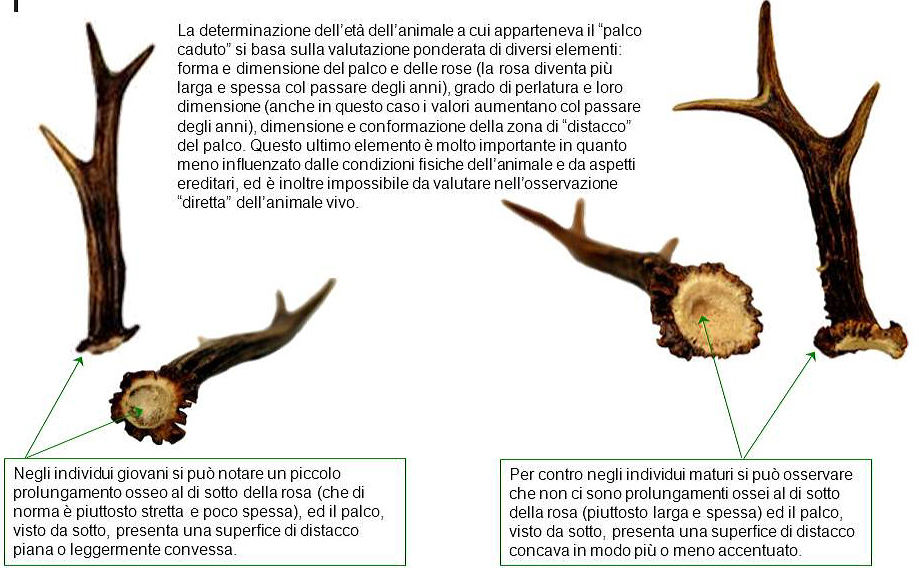 palchi raccolti