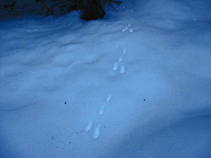 Orme di lepre e fatte