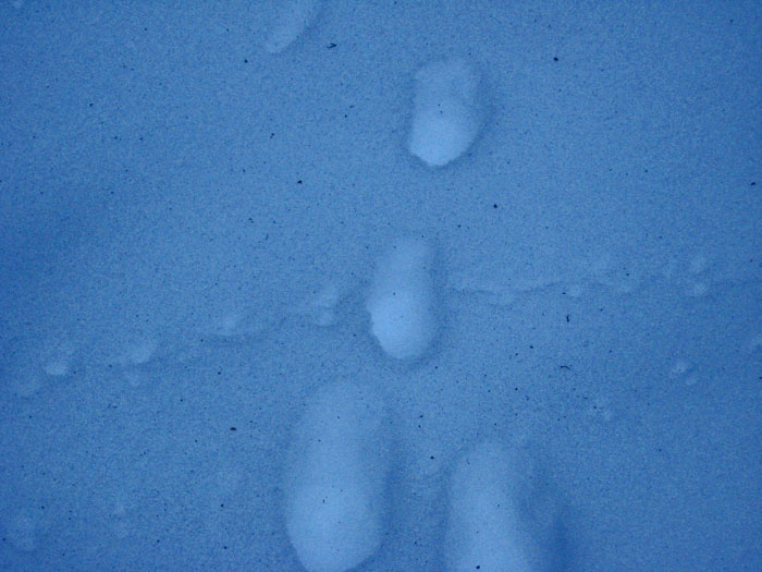 Orme di lepre e fatte