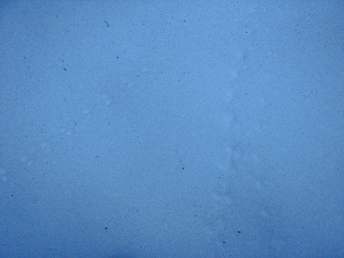 Orme di lepre e fatte