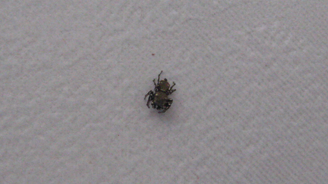 Heliophanus sp.