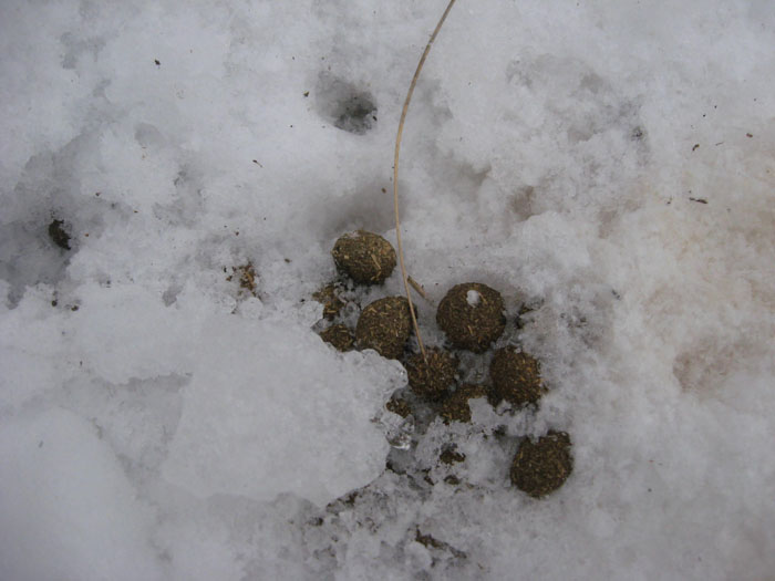 Orme di lepre e fatte