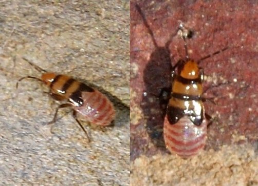 Lygaeidae: Plinthisus brevipennis della Spagna.