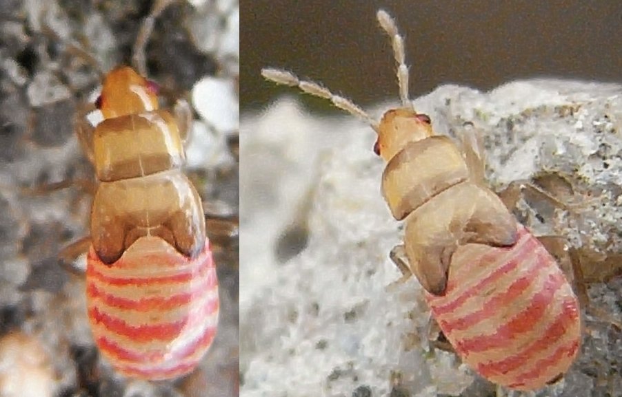 Lygaeidae: Plinthisus brevipennis della Spagna.