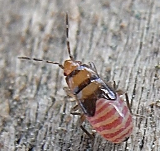 Lygaeidae: Plinthisus brevipennis della Spagna.