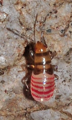 Lygaeidae: Plinthisus brevipennis della Spagna.