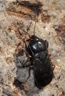 Lygaeidae: Plinthisus brevipennis della Spagna.