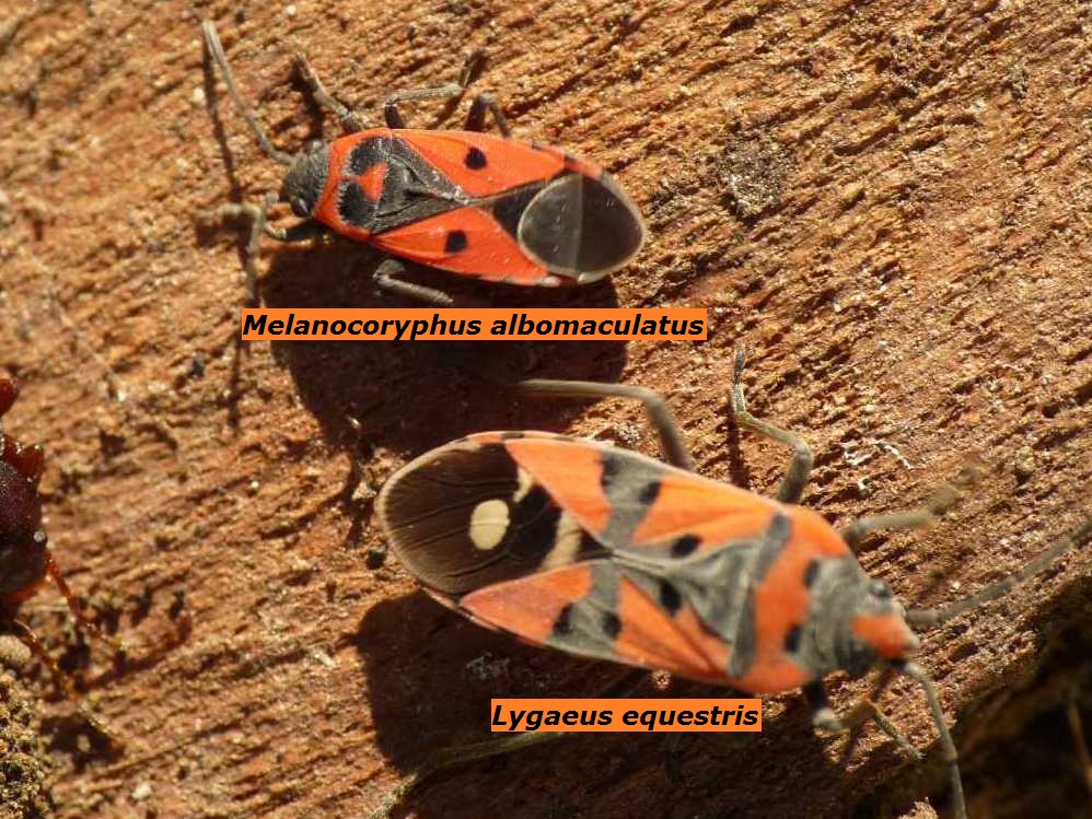 Vari Heteroptera svernanti.