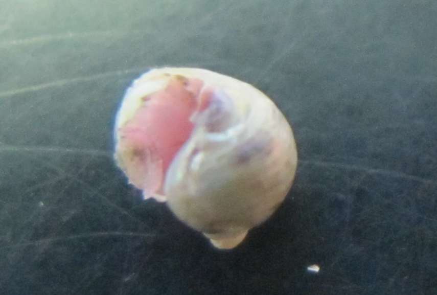 Secondo ed ultimo (per ora) dubbio..