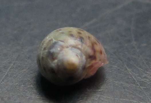 Secondo ed ultimo (per ora) dubbio..