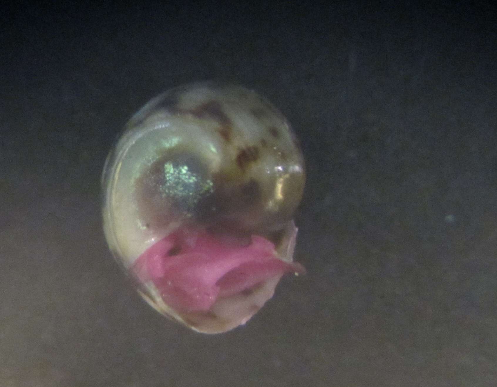 Secondo ed ultimo (per ora) dubbio..