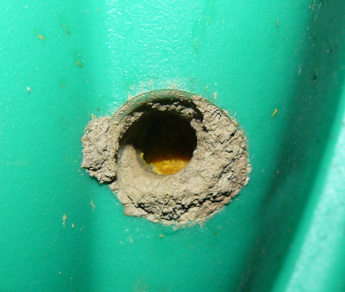 Nido di Osmia sp.