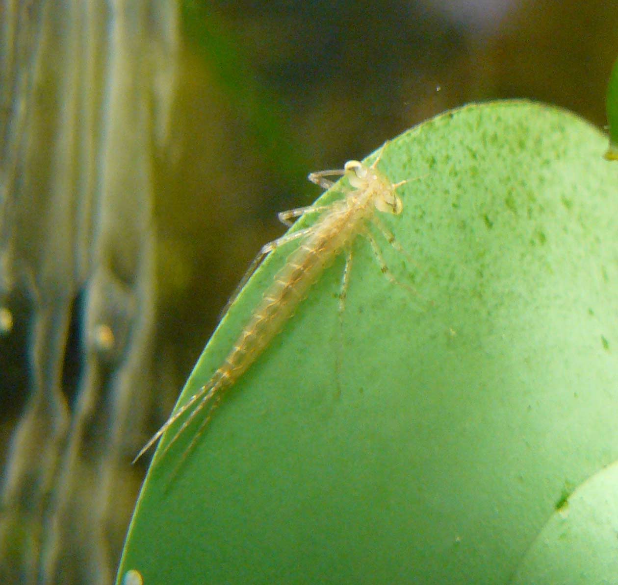 Larva di Zigottero nell''acquario