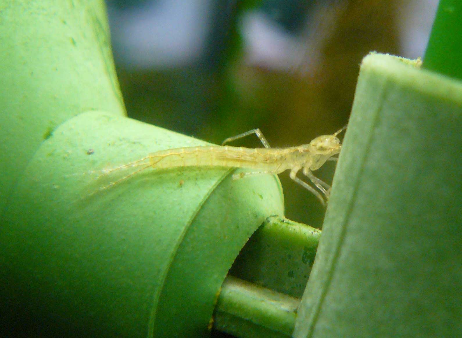 Larva di Zigottero nell''acquario