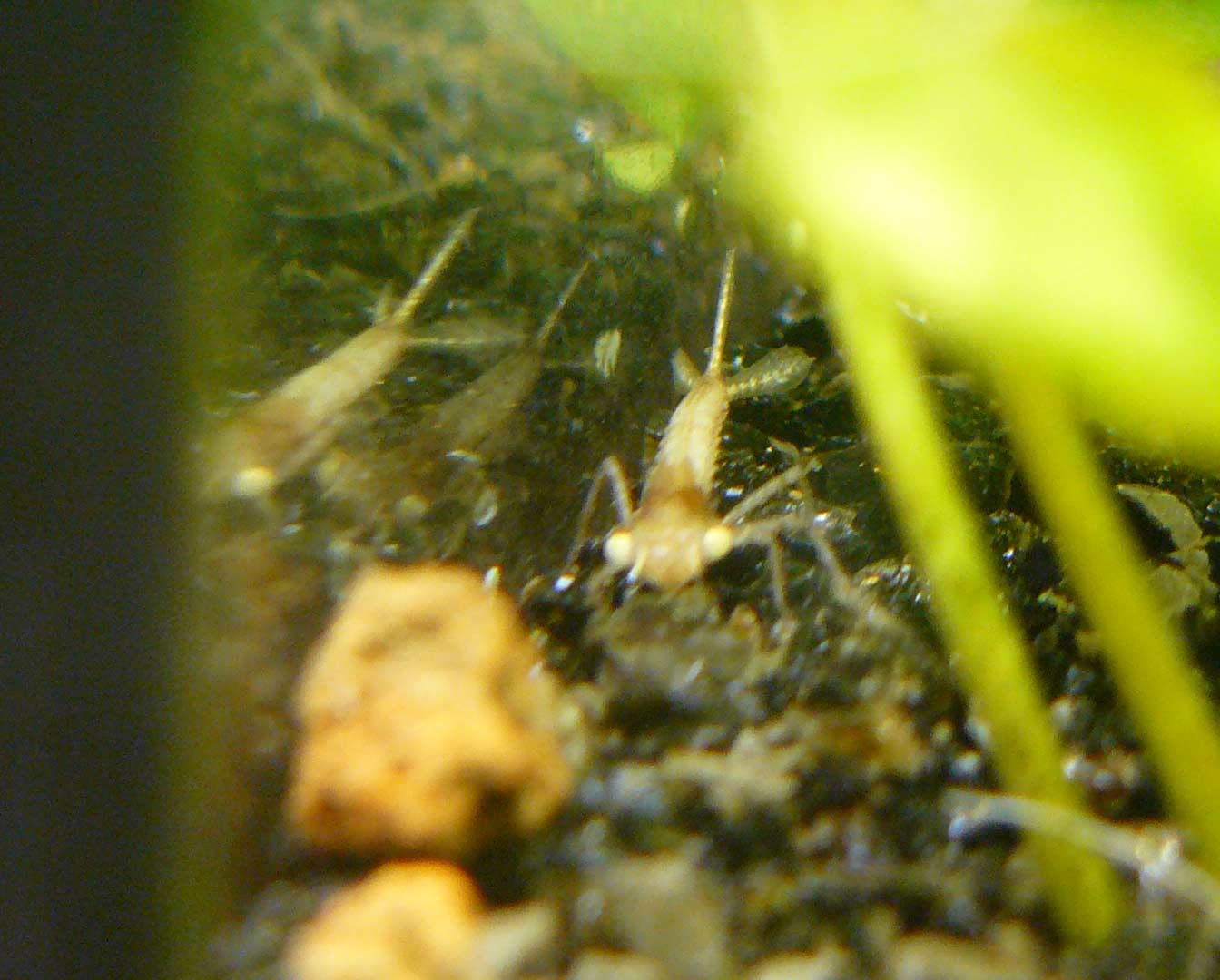 Larva di Zigottero nell''acquario