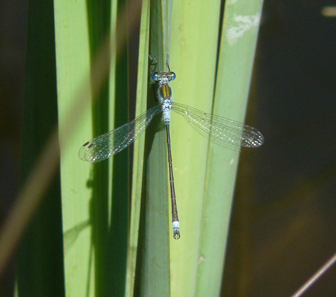 Lestes sponsa m