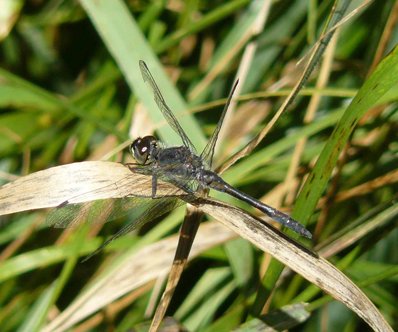 Sympetrum danae f, m e m vecchio