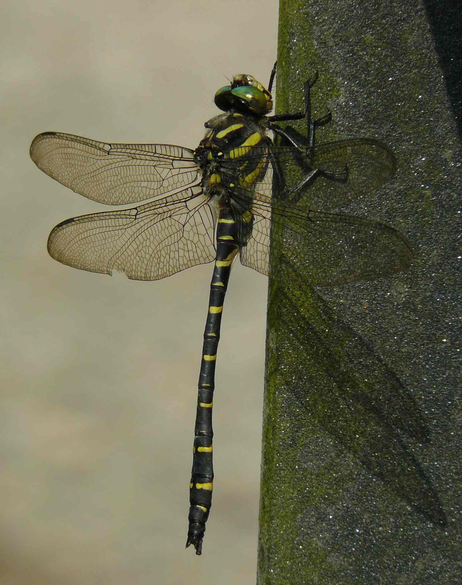 Cordulegaster boltonii