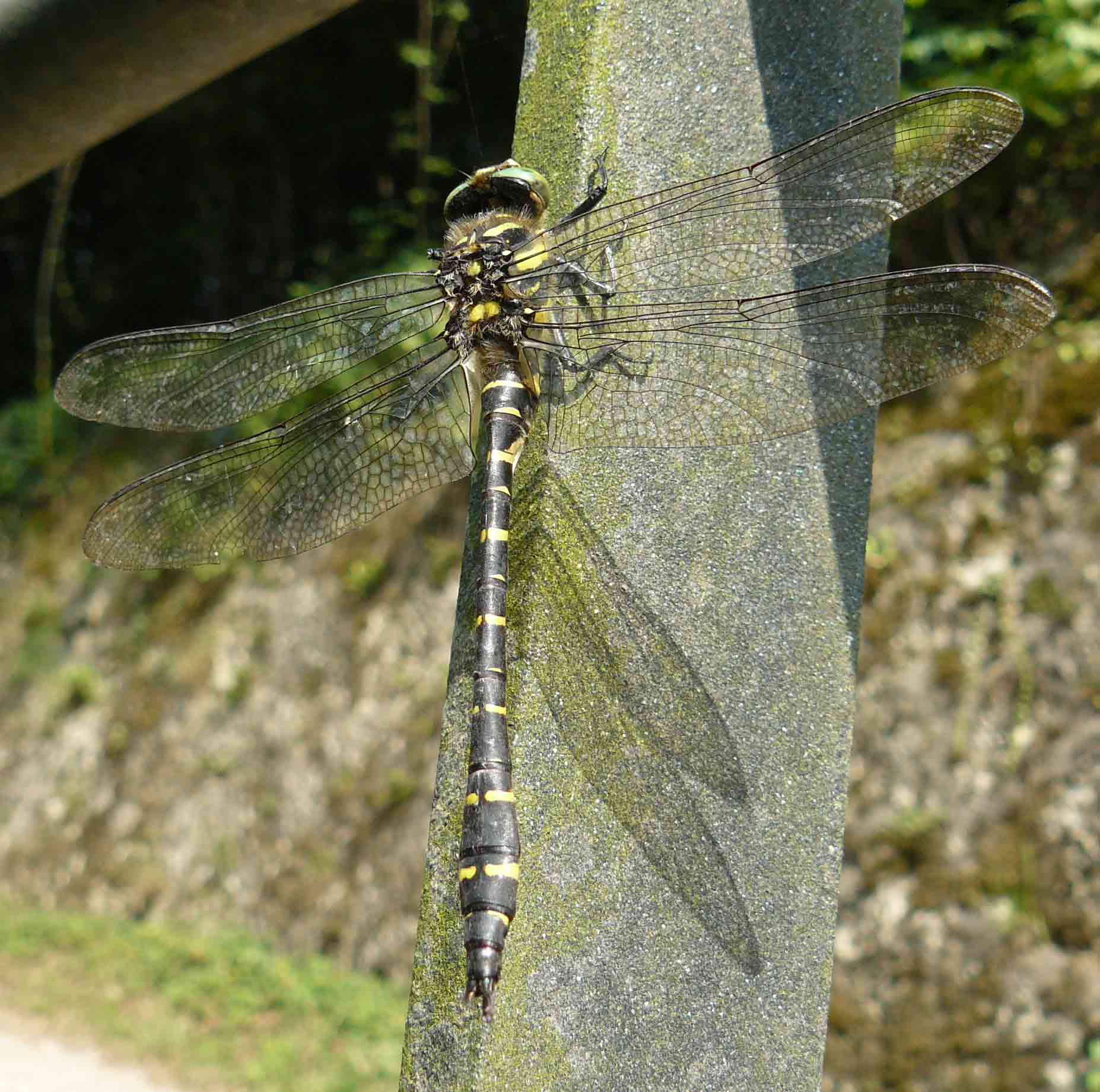 Cordulegaster boltonii