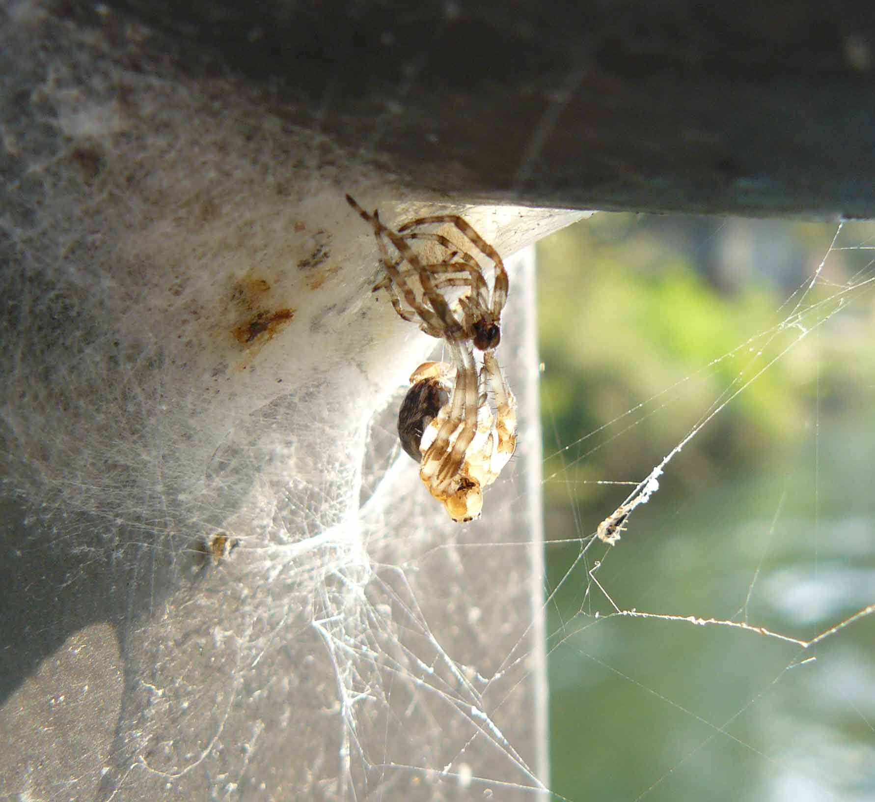 Muta di Larinioides sp.
