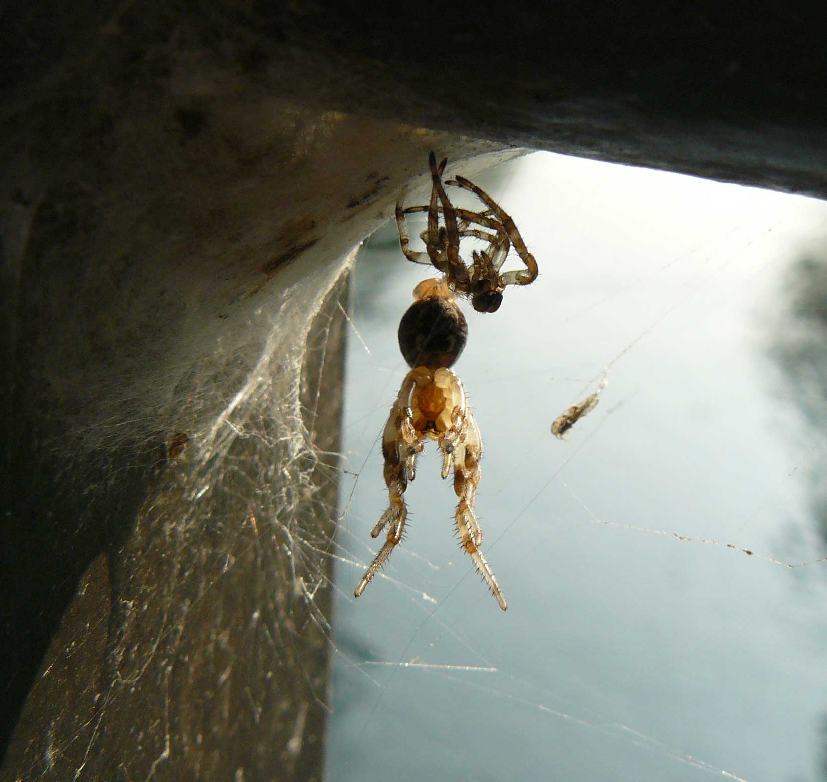 Muta di Larinioides sp.
