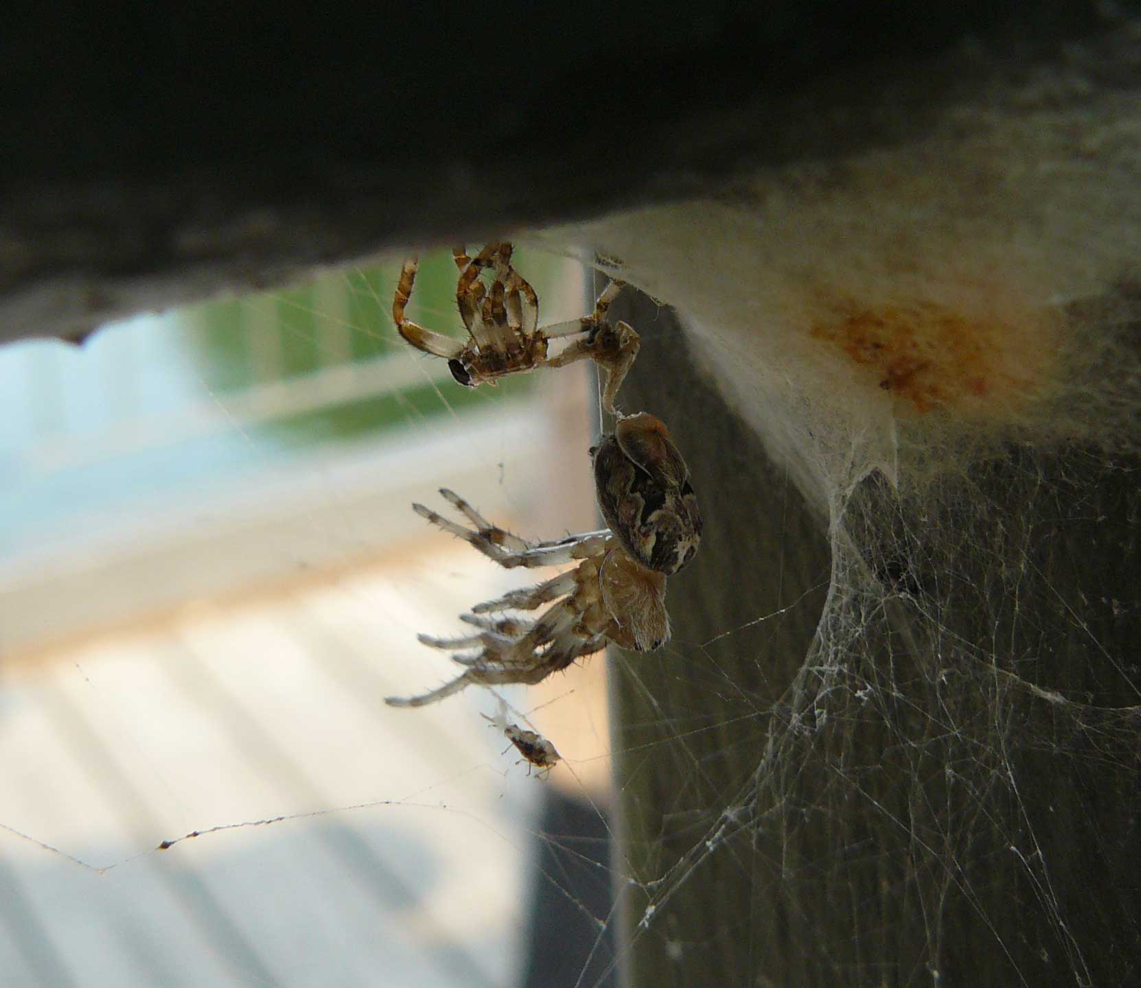 Muta di Larinioides sp.