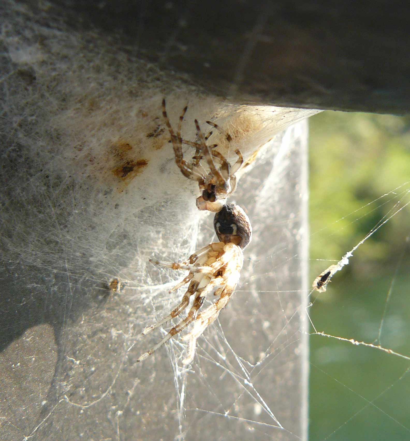 Muta di Larinioides sp.