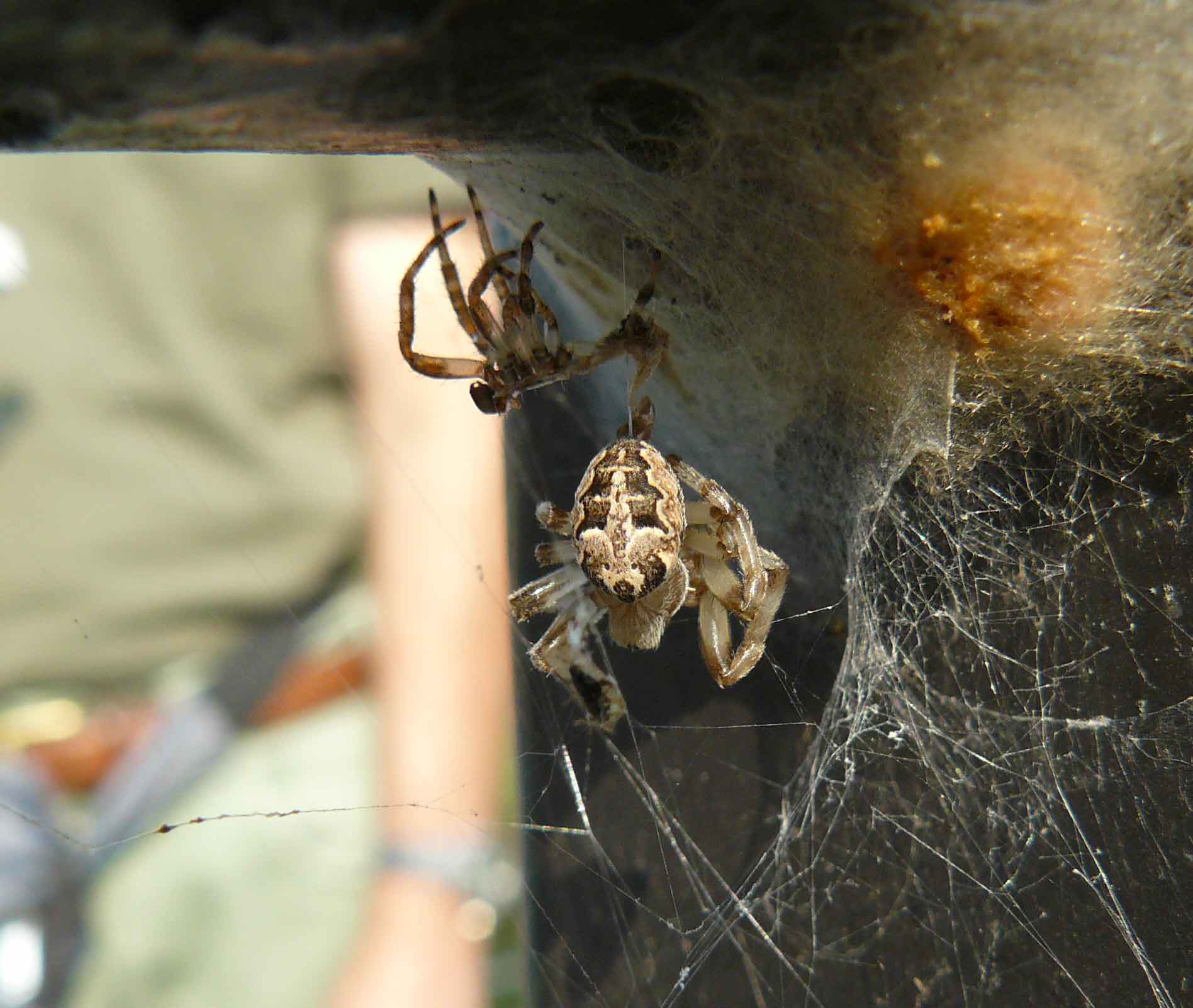Muta di Larinioides sp.