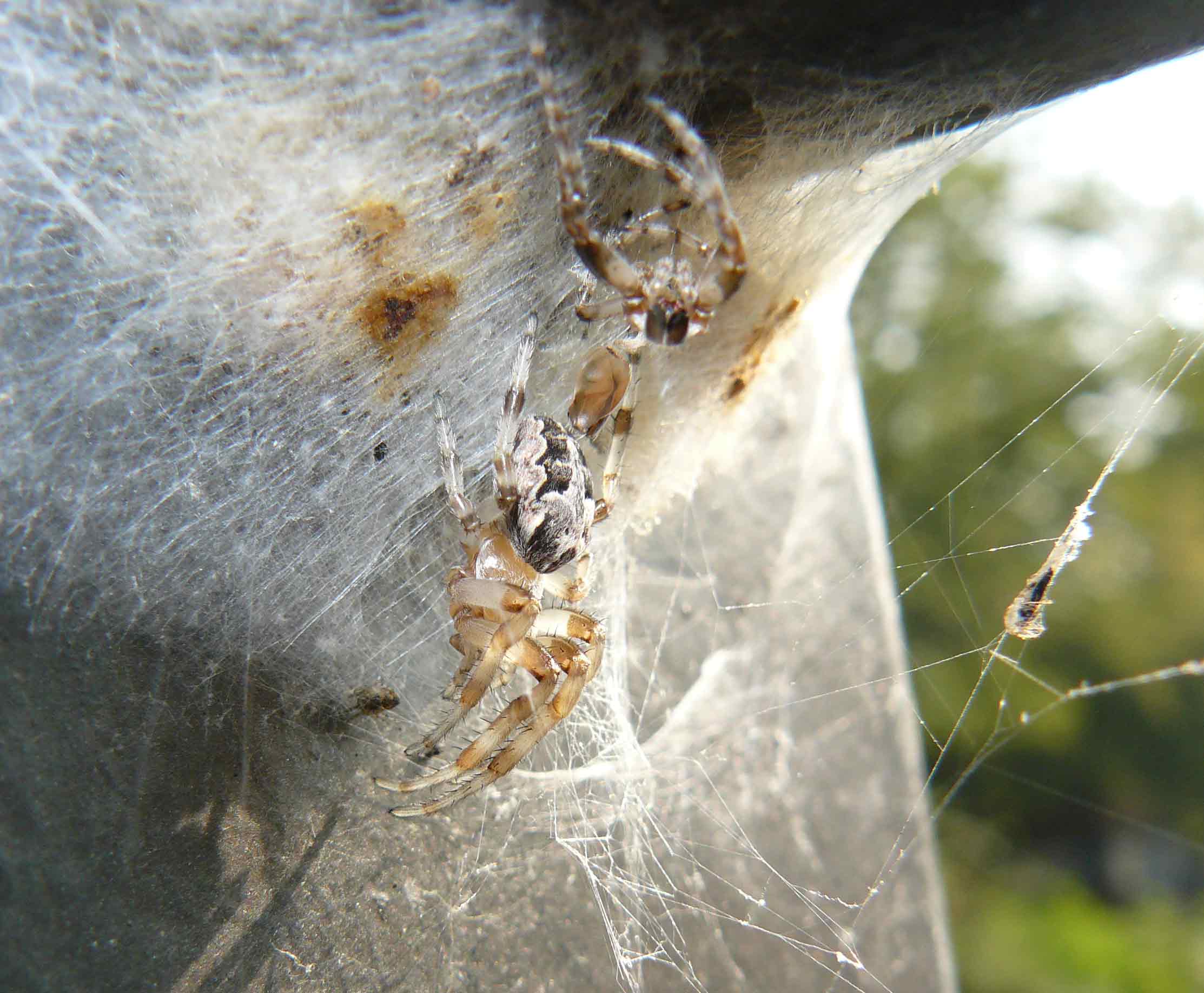 Muta di Larinioides sp.