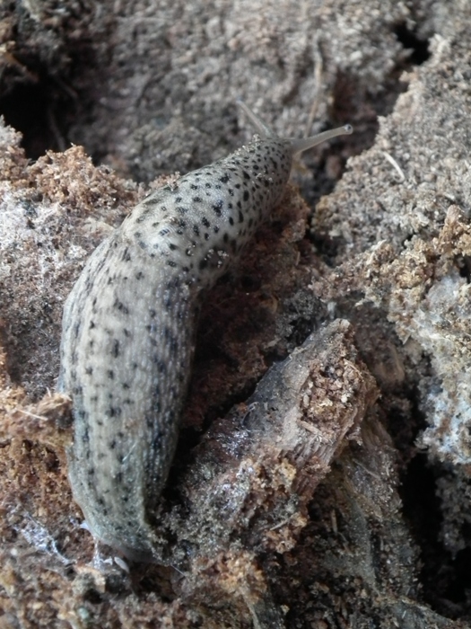 Limax maximus da Parco delle Lame del Sesia (VC)