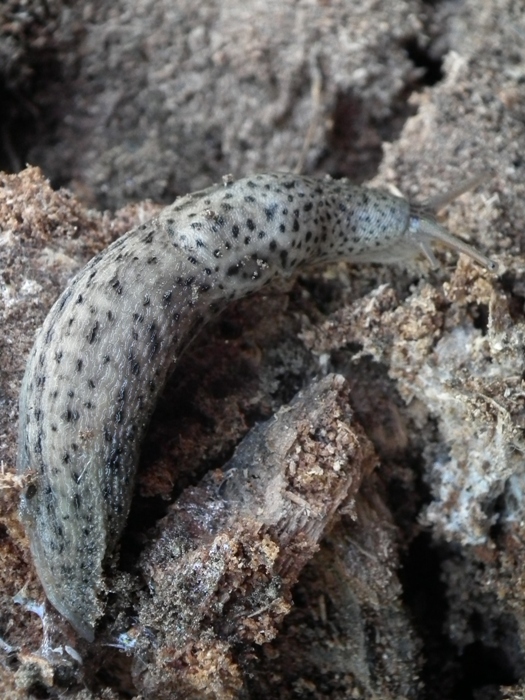 Limax maximus da Parco delle Lame del Sesia (VC)