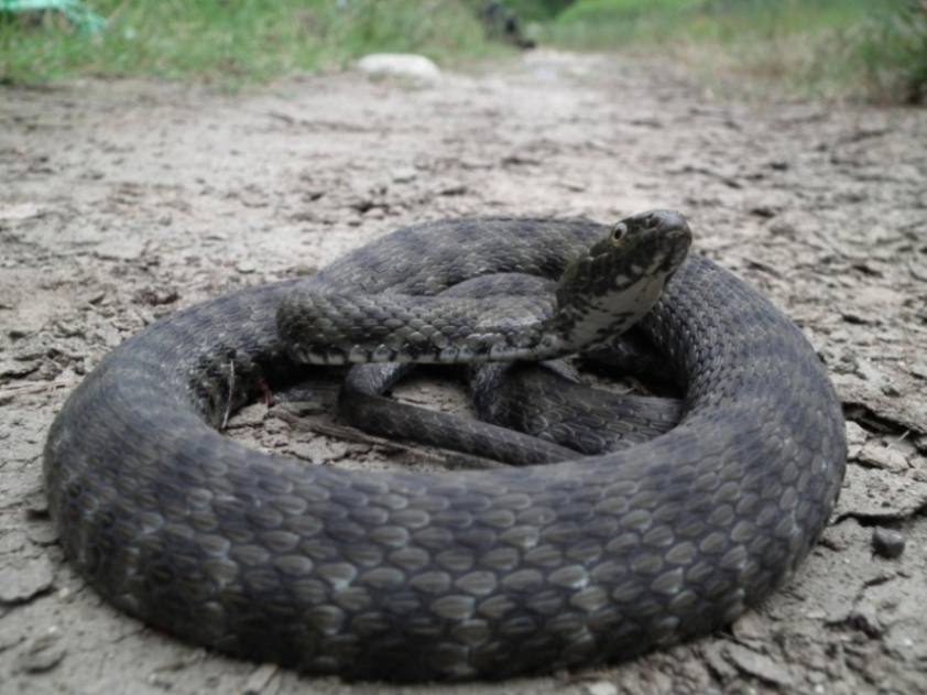 N. tessellata al Parco Lame del Sesia