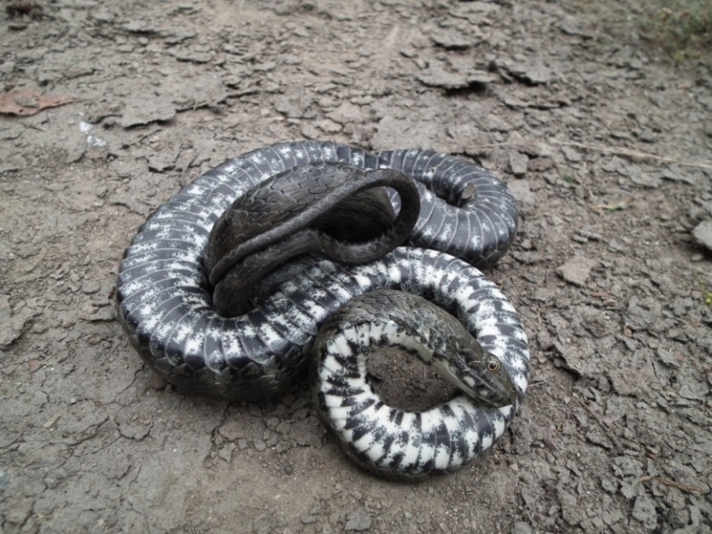 N. tessellata al Parco Lame del Sesia