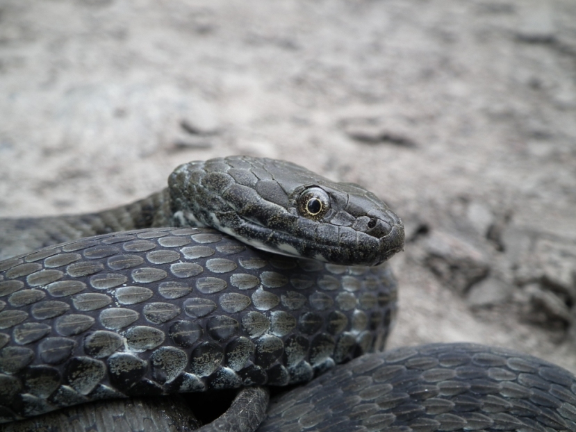 N. tessellata al Parco Lame del Sesia