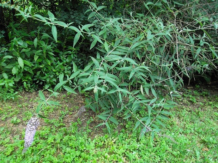 Buddleja davidii
