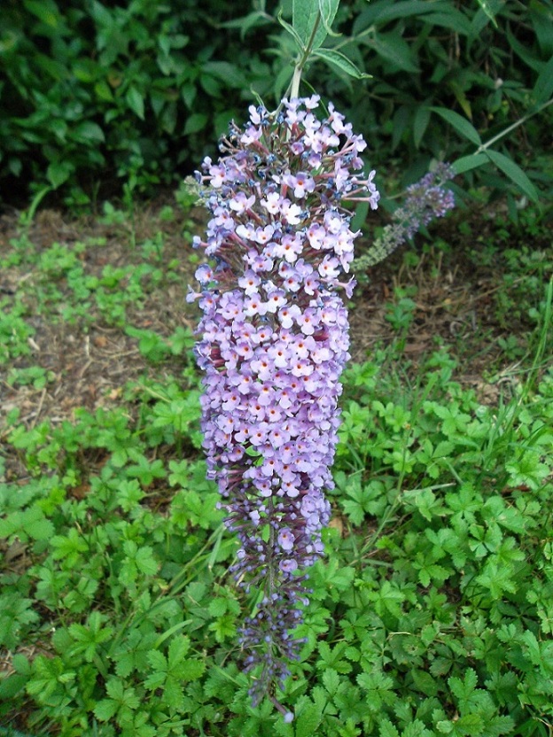 Buddleja davidii