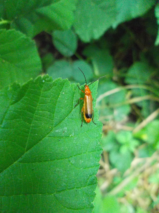 Rhagonycha fulva