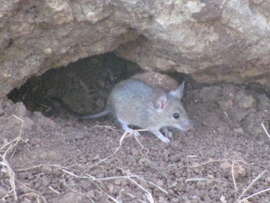 Apodemus sp. o Mus musculus?  Mus musculus