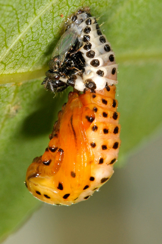 Un aiuto: pupa di Chrysomela populi