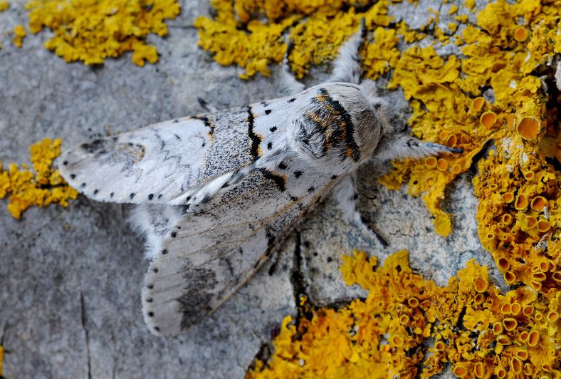 Piccolo bruco : Furcula bifida