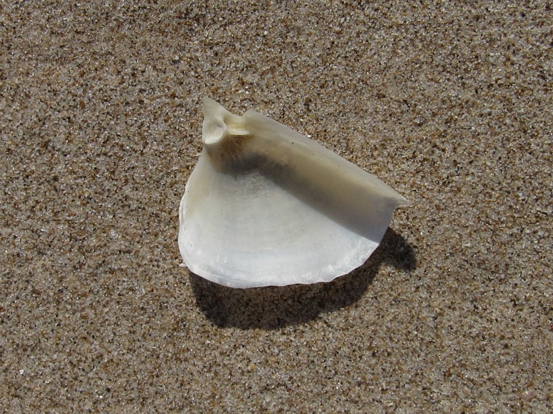 Strano molluschi