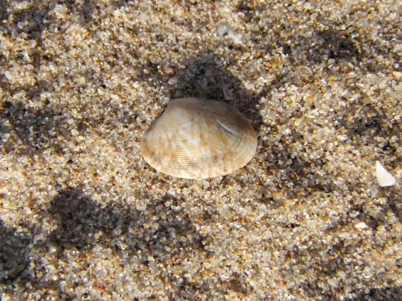 Veneridae