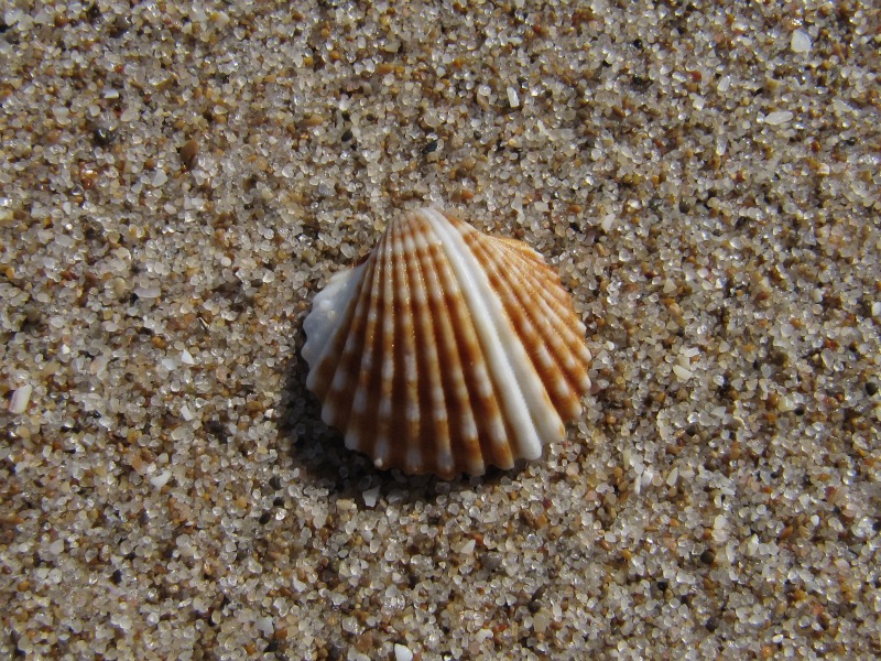 Cardiidae?