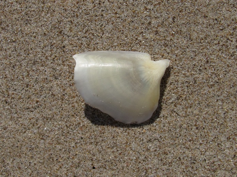 Strano molluschi