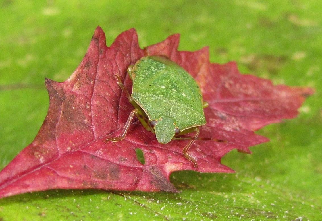 Identificazione