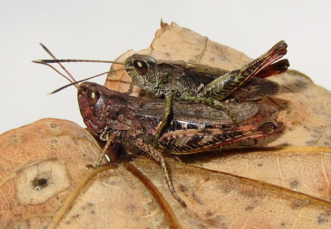 Identificazione cavallette.