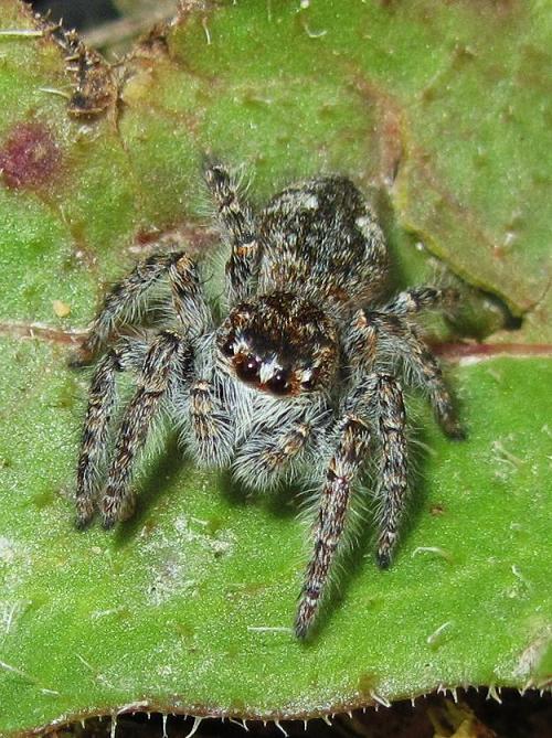 Philaeus chrysops