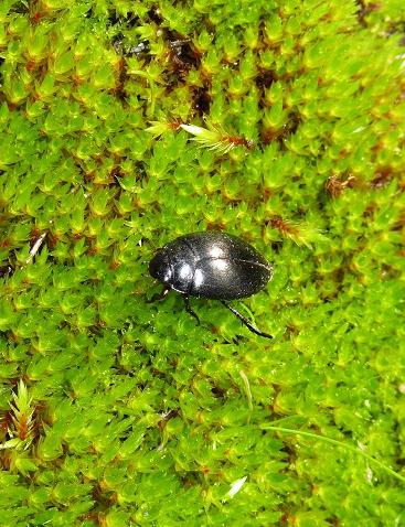 Girinidae? No. Dytiscidae: Agabus sp.