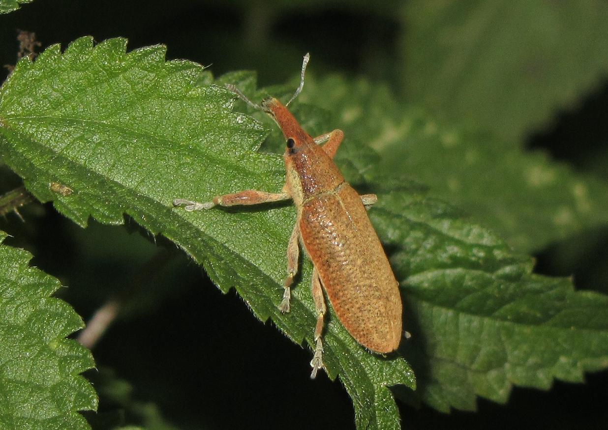 Lixus cfr pulverulentus