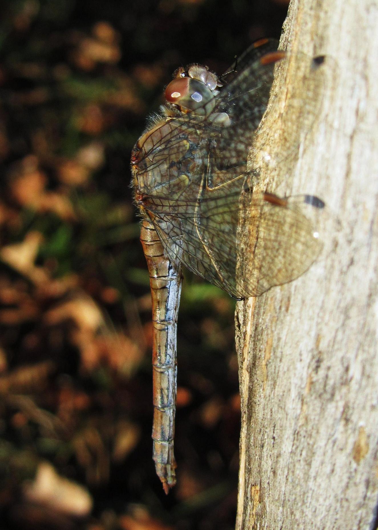 Identificazione specie - Sympetrum striolatum (femmina)